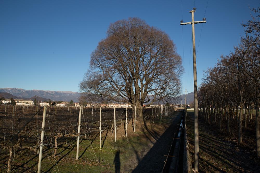 Al Bagolaro Crocetta del Montello